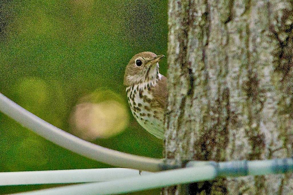 Nesting in the Sugarbush by Distant Hill Gardens is licensed under CC BY-NC-SA 2.0.